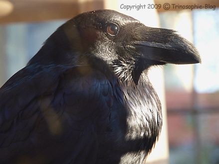 The Raven, der Rabe © Kô-Sen